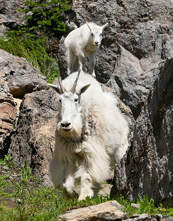 Goat n kids 1 det WWI