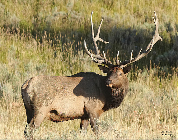 Elk Bruce 1A det 24 MB final WWI