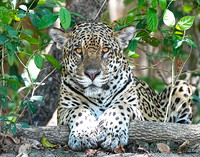 Brazil - Jaguars