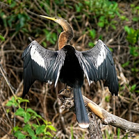 Anhinga 2 det.jpg WWI