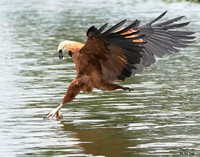 Black Collared Hawk fishing 3 det WWI