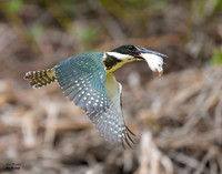 Amazon Kingfisher with Fish 1 det WWI