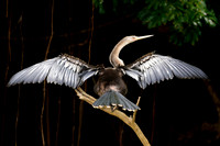 Anhinga 3 det