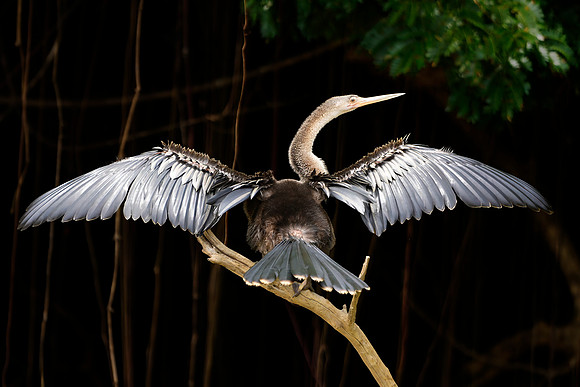 Anhinga 3 det