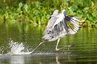 blue Heron walking on water det WWI