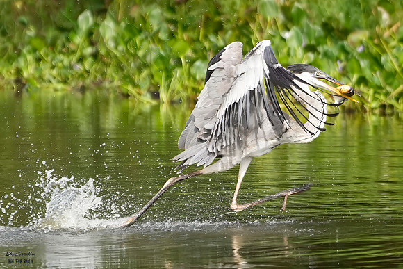 blue Heron walking on water det WWI