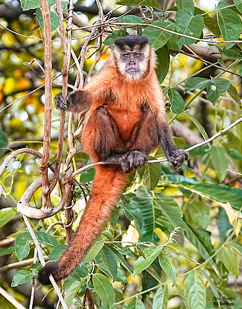 Capuchin monkey 1 det WWI