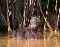 Capybara and Bird 1 det WWI