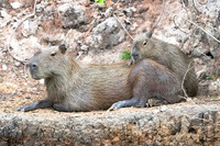 Capybara baby on back 1 det WWI