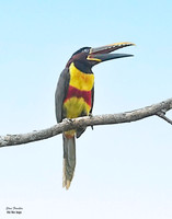 Chestnut-eared Aricari 1 det WWI