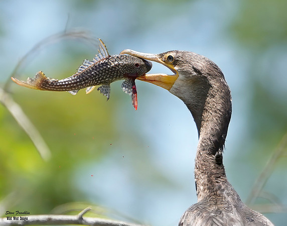 Cormorant fish 10 det WWI