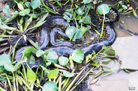 Anaconda 1 det WWI