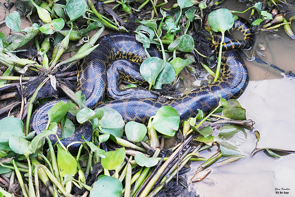 Anaconda 1 det WWI
