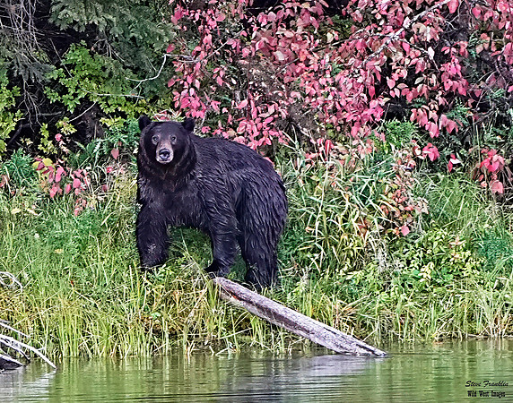 Cody Grizzly 6 det + WWI