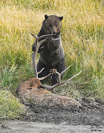 Grizz on Elk 4 det WWI