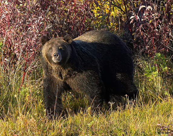 Grizz on River 2 det WWI