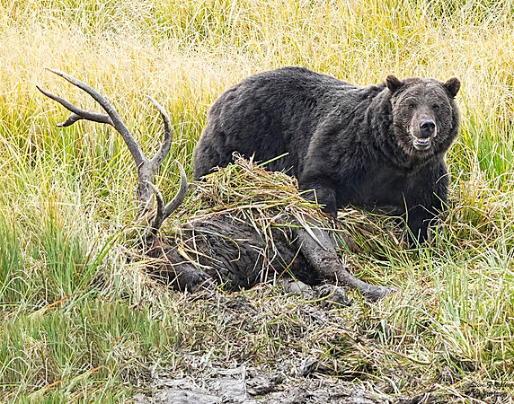 Grizzly on Carcass 1 det WWI