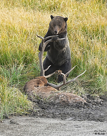 Grizz on Elk 3 det WWI