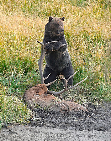Grizz on Elk 2 det 8MB