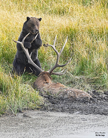 Grizz on Elk 1 det WWI