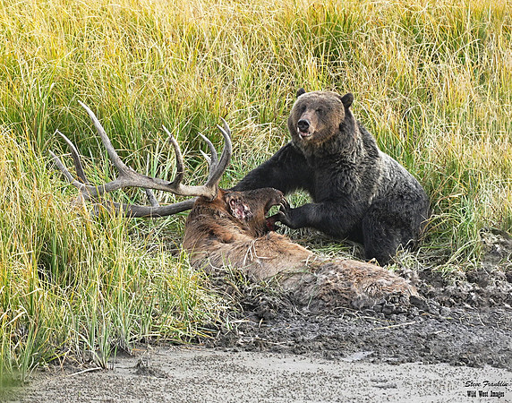 Grizz on Elk 11 det WWI