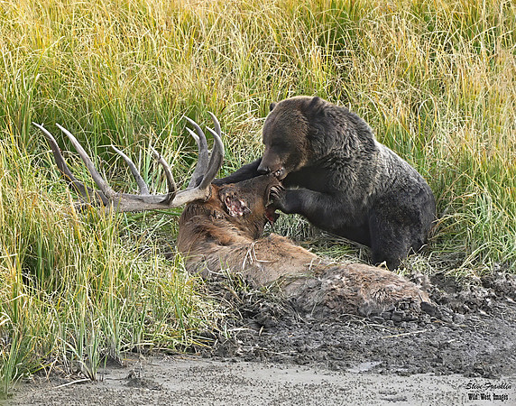 Grizz on Elk 9 det WWI