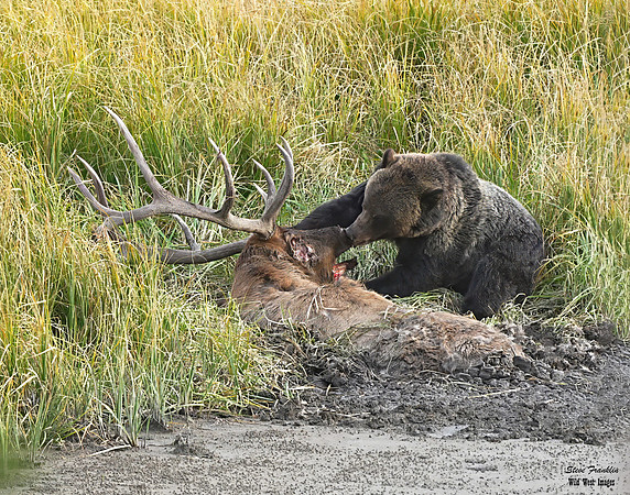 Grizz on Elk 6 det WWI