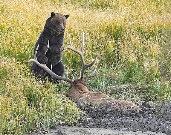 Grizz on Elk 7 det WWI