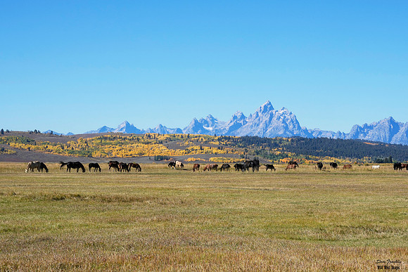 Fall colors horses 1 det WWI