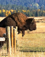 BISON Jump 1 det WWI
