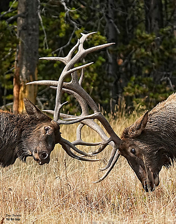 Elk Fight 1 det WWI