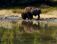 Bison reflection 2 det WWI