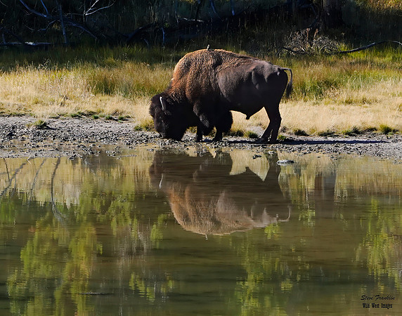 Bison reflection 2 det WWI