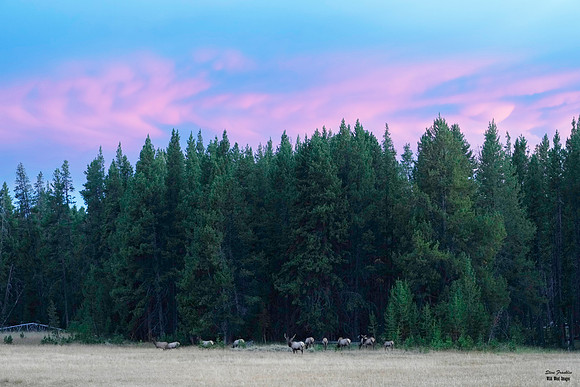Sunset Elk 1 det WWI