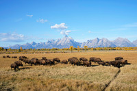 Bison horses and Tetons 1 det WWI