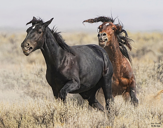 Mustangs run 3 det WWI