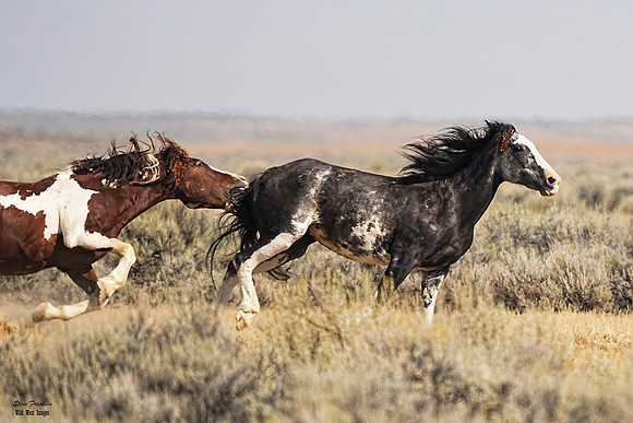 Mustangs run 5 det WWI