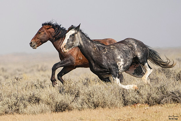 Mustangs run Sabrina 4 det WWI