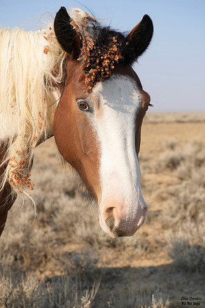 Mustang hair do 4 det WWI