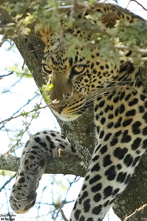 Leopard thorns 1 det +WWI