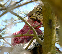 Leopard meat 1 det + WWI