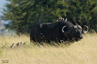 Cape Buffalo birds 1 det + WWI