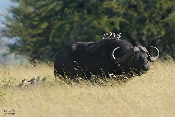 Cape Buffalo birds 1 det + WWI