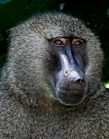 Baboon cut nose 1 det+ WWI