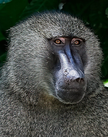 Baboon cut nose 1 det+ WWI