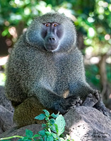 Baboon 6 det + WWI