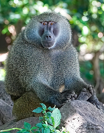 Baboon 6 det + WWI