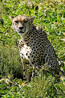 Cheetah 2 det WWI