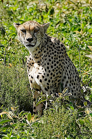 Cheetah 2 det WWI