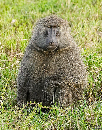 Baboon kneel 2 det WWI
